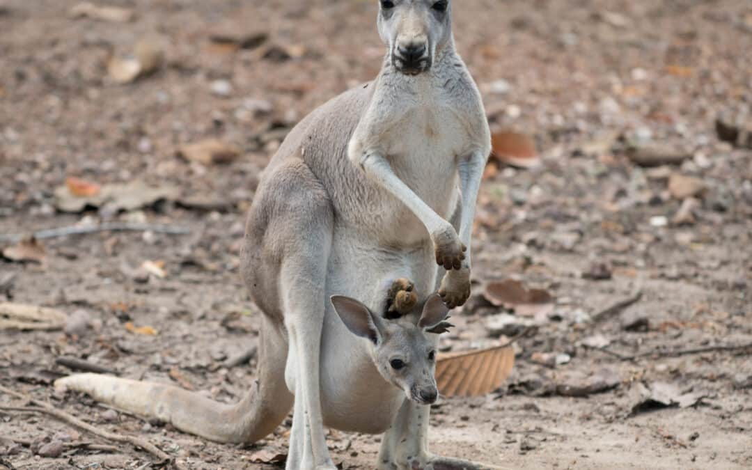 Help! I Was Attacked by an Escaped Kangaroo: A (Sort of) Serious Guide to What You Should Do Next