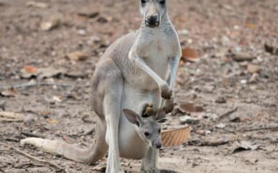 female gray kangaroo with joey in pouch