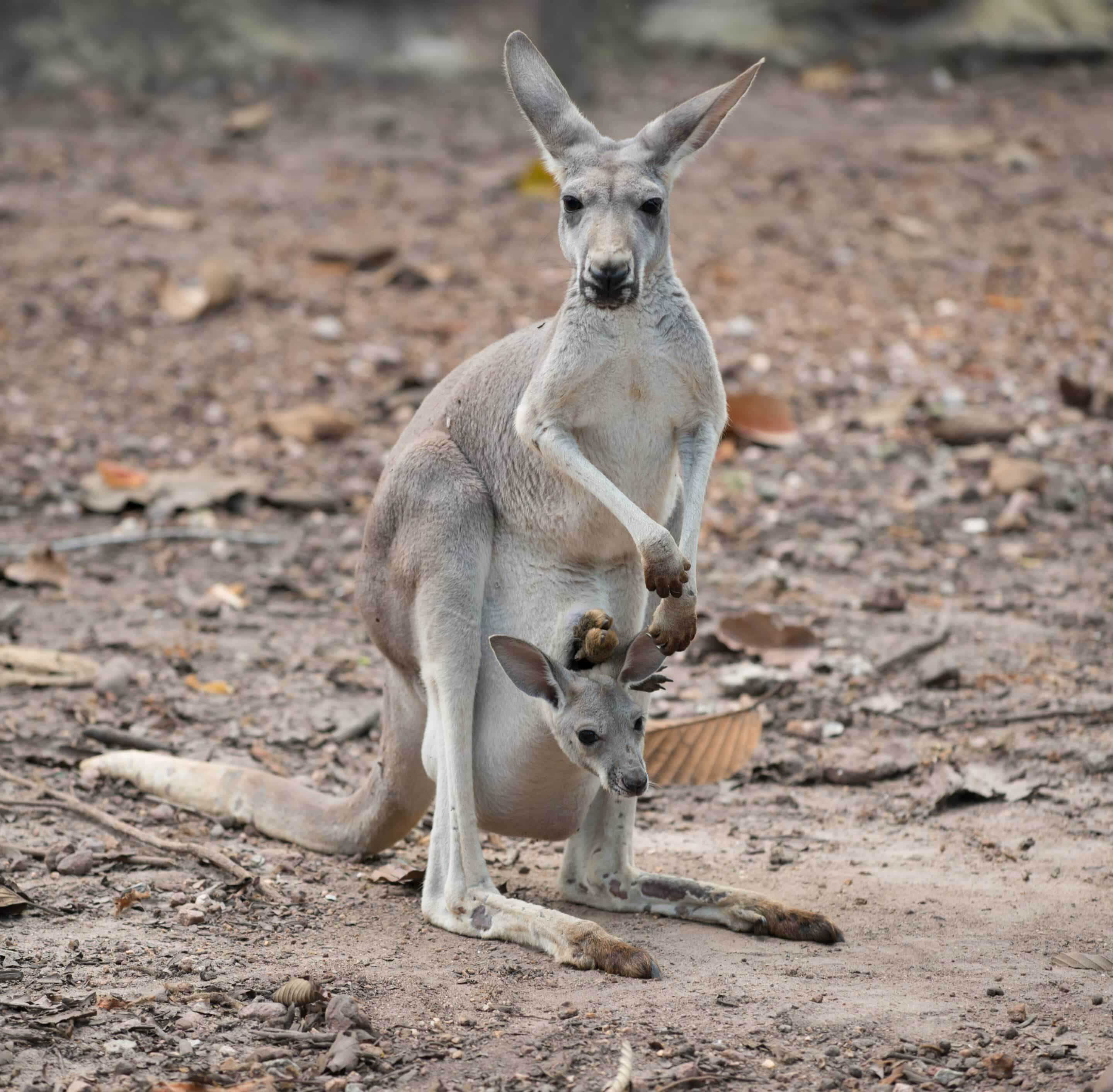 female gray kangaroo with joey in pouch